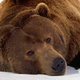 Illustration for article titled POINT/COUNTERPOINT: I am a Bear/I am not a Bear/I am an existential dilemma
